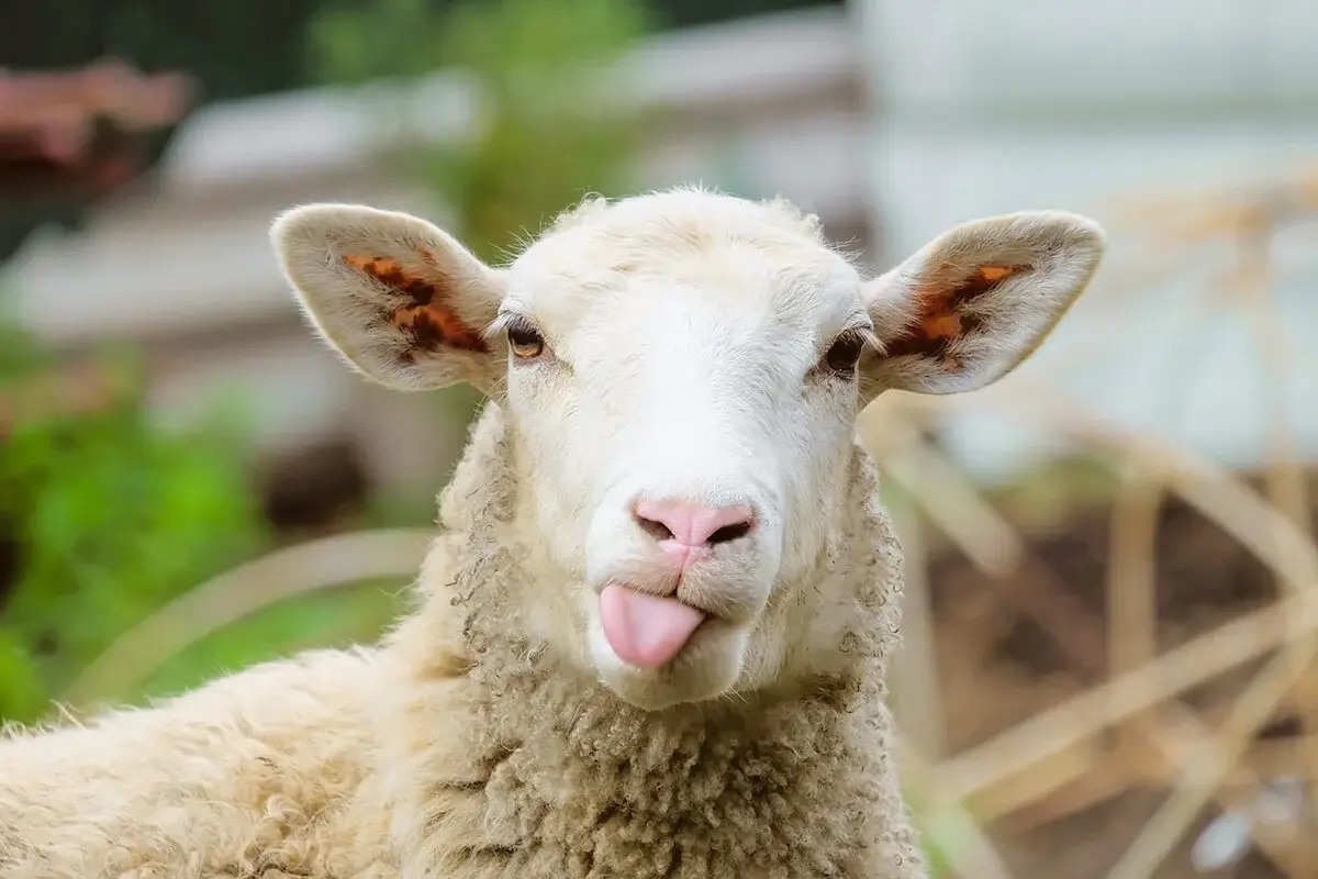 Jesus says: I am the Good Shepherd